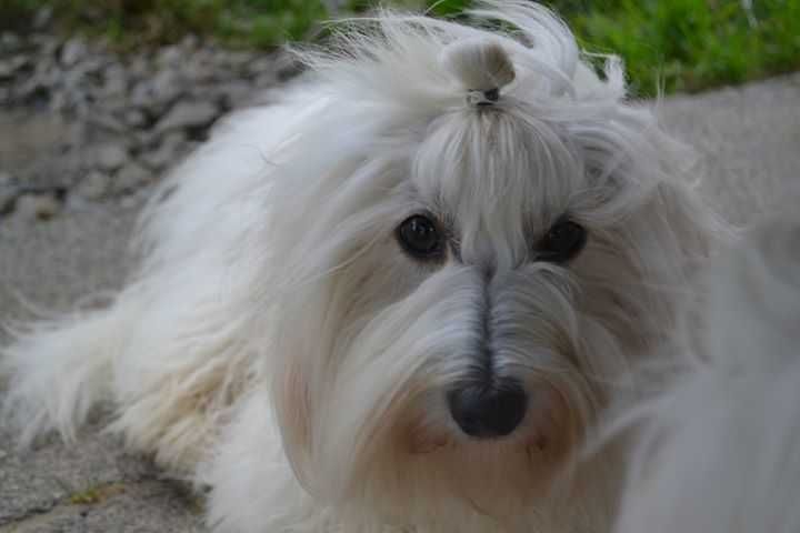 Coton de tulear Przepiękny piesek . Prawdziwy rodowód ZKwP (FCI)