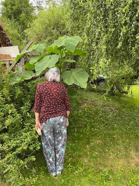 Tlenowiec, paulownia cesarskie drzewko szczęścia / ogromna sadzonka