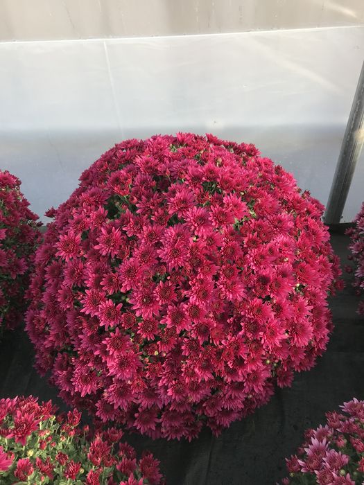 Chryzantemy chryzantemy