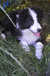 Piesek Border Collie