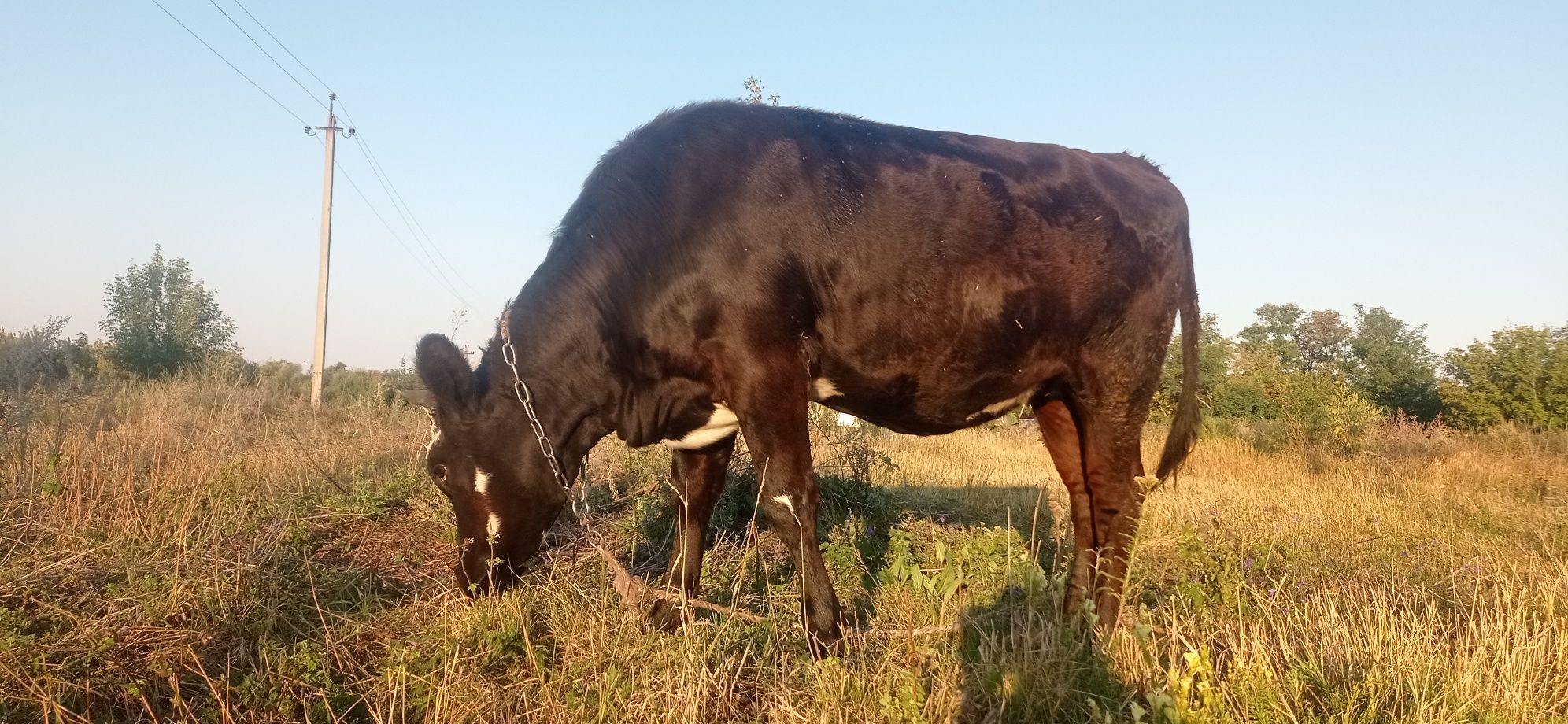 Продам тільну телицю на корову