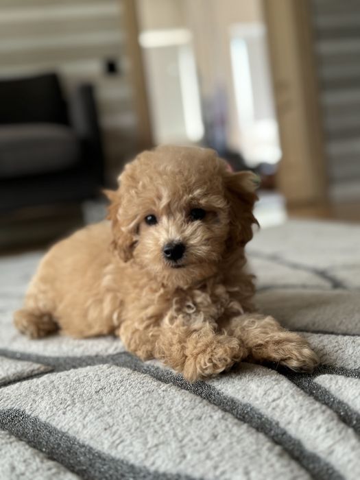 Мальтипу мальчик ф2