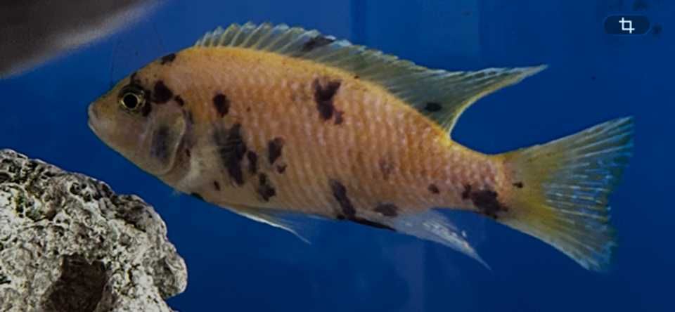 Aulonocara Calico OB amarelo