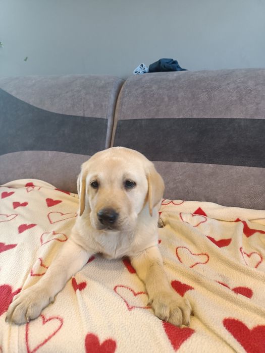 Labrador retriever szczenięta