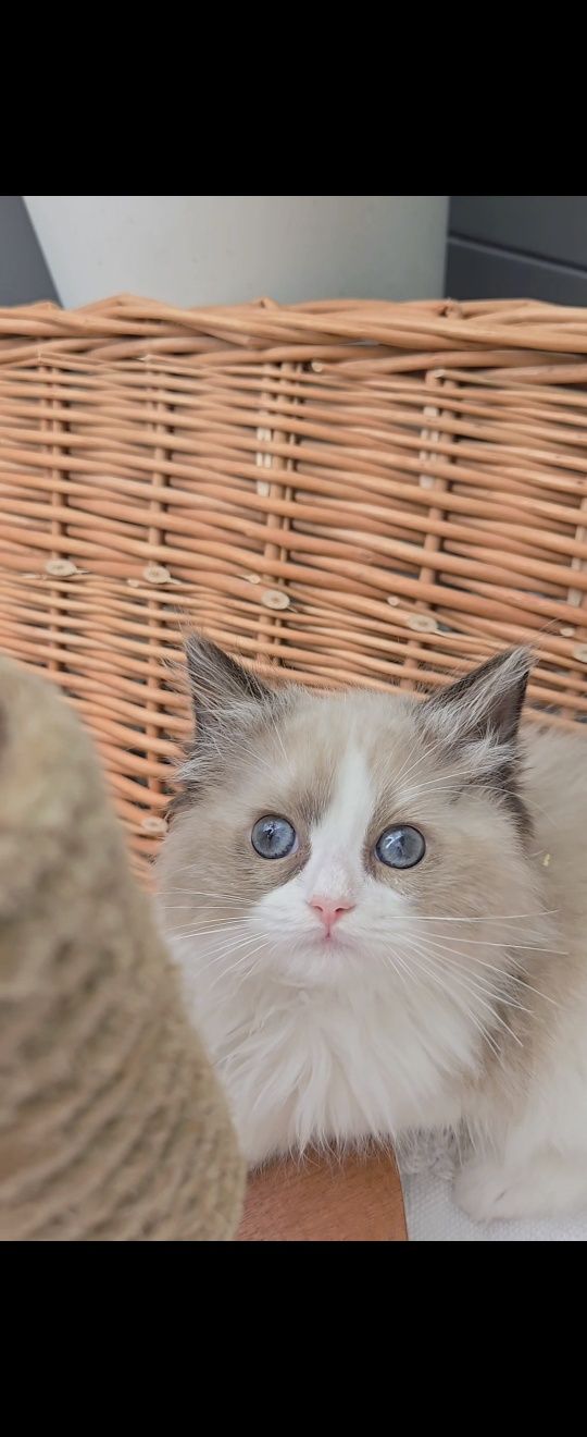 Przesłodka kotka Ragdoll Ines Na Kujawach*PL