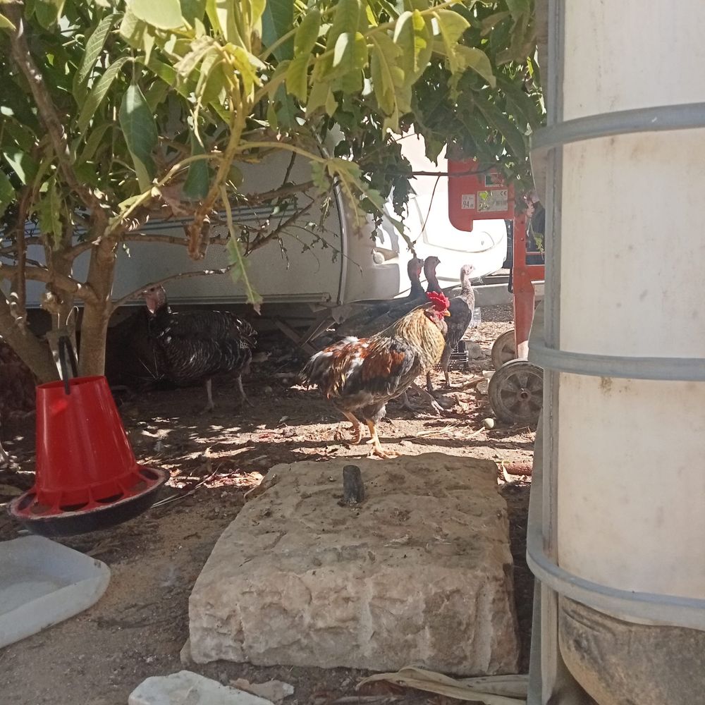 Perus e patos  e galos