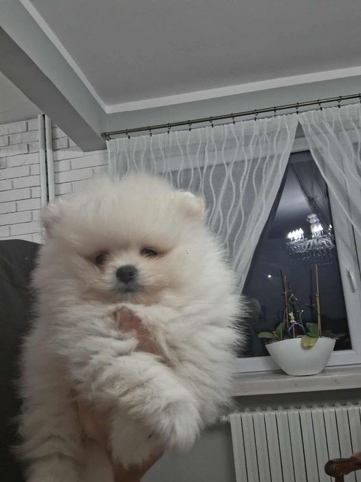 Piesek  szpic miniaturowy