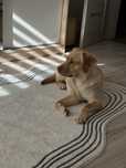Labrador Retriver