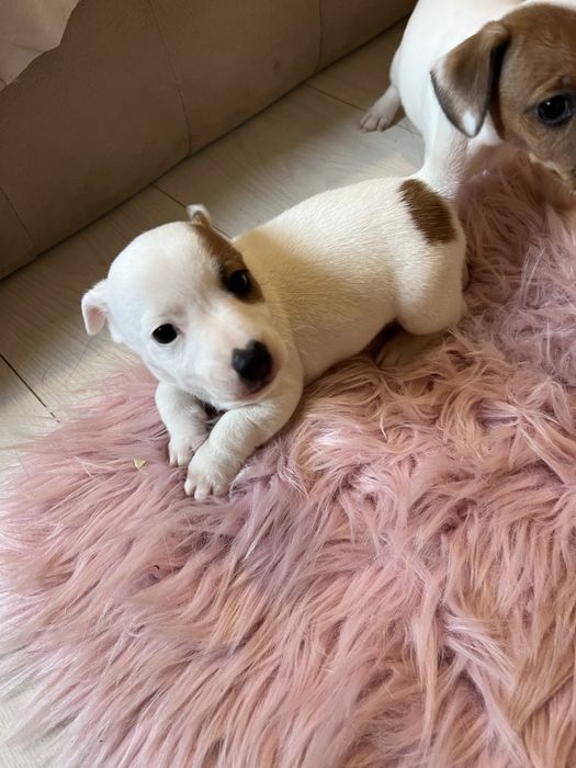 Маленькі та шустренькі джеки