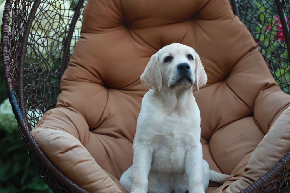 Шикарные щенки лабрадора ретривера питомник