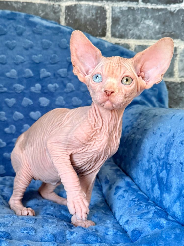 YoYo kocurek sfinks z heterochromią (odd eyes)