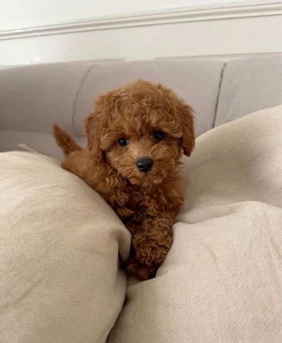 Наймиліша жива іграшка‼️Мальтипу мінічки, мікро Мальтипу