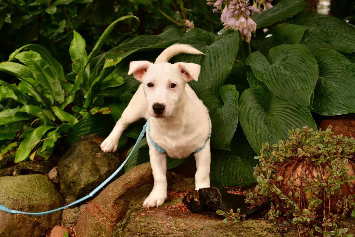 Śliczny piesek Jack Russell Terrier