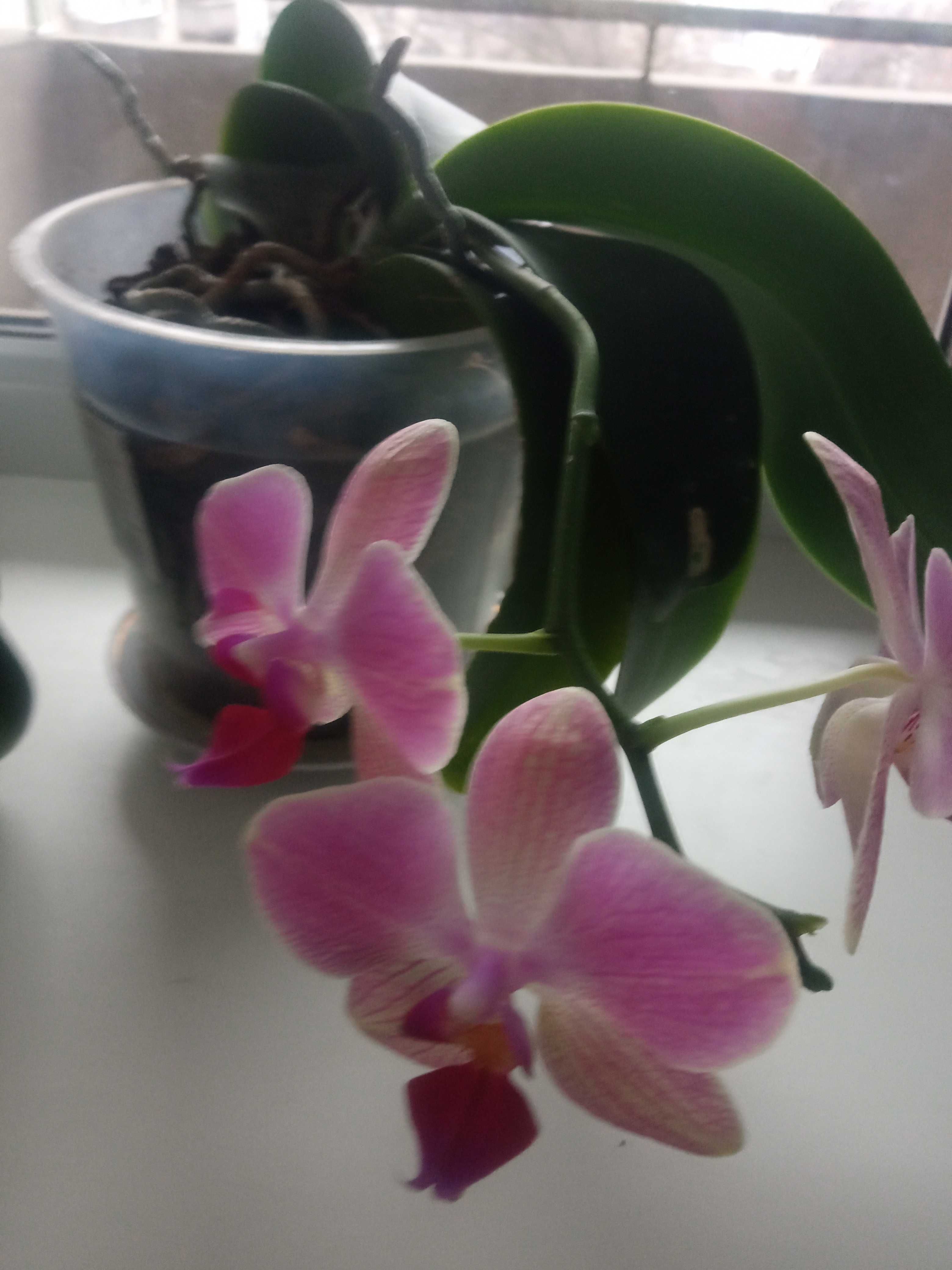 Орхидея до мая цвела