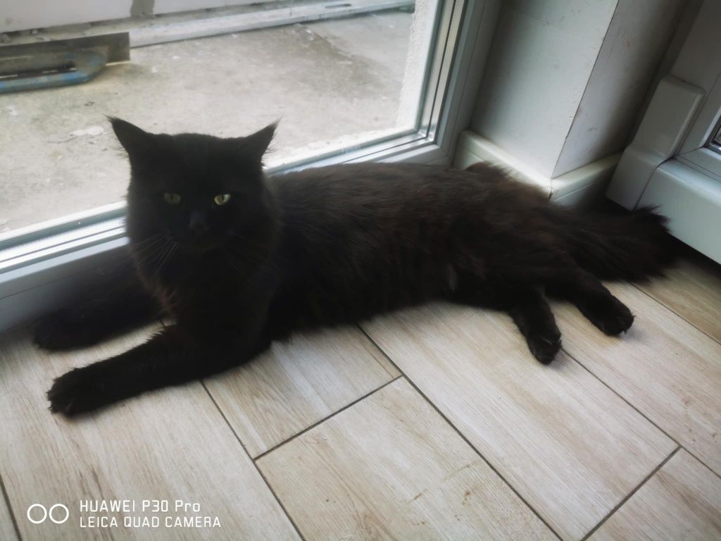 Rudy  kotek Maine coon