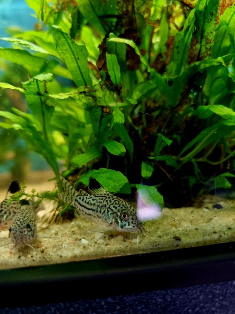 Kirysek juli/ kiryski nakrapiane/ corydoras julii