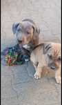 American Pit Bull Terier