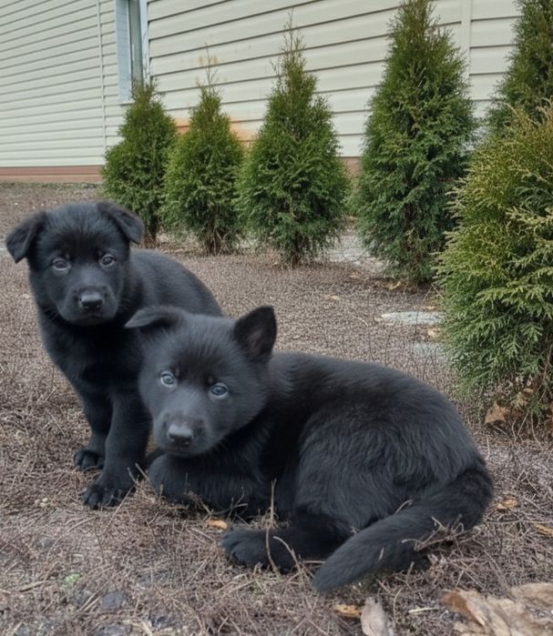 Продам чистокровних цуценят німецької вівчарки