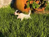 Jack Russell Terrier fêmea