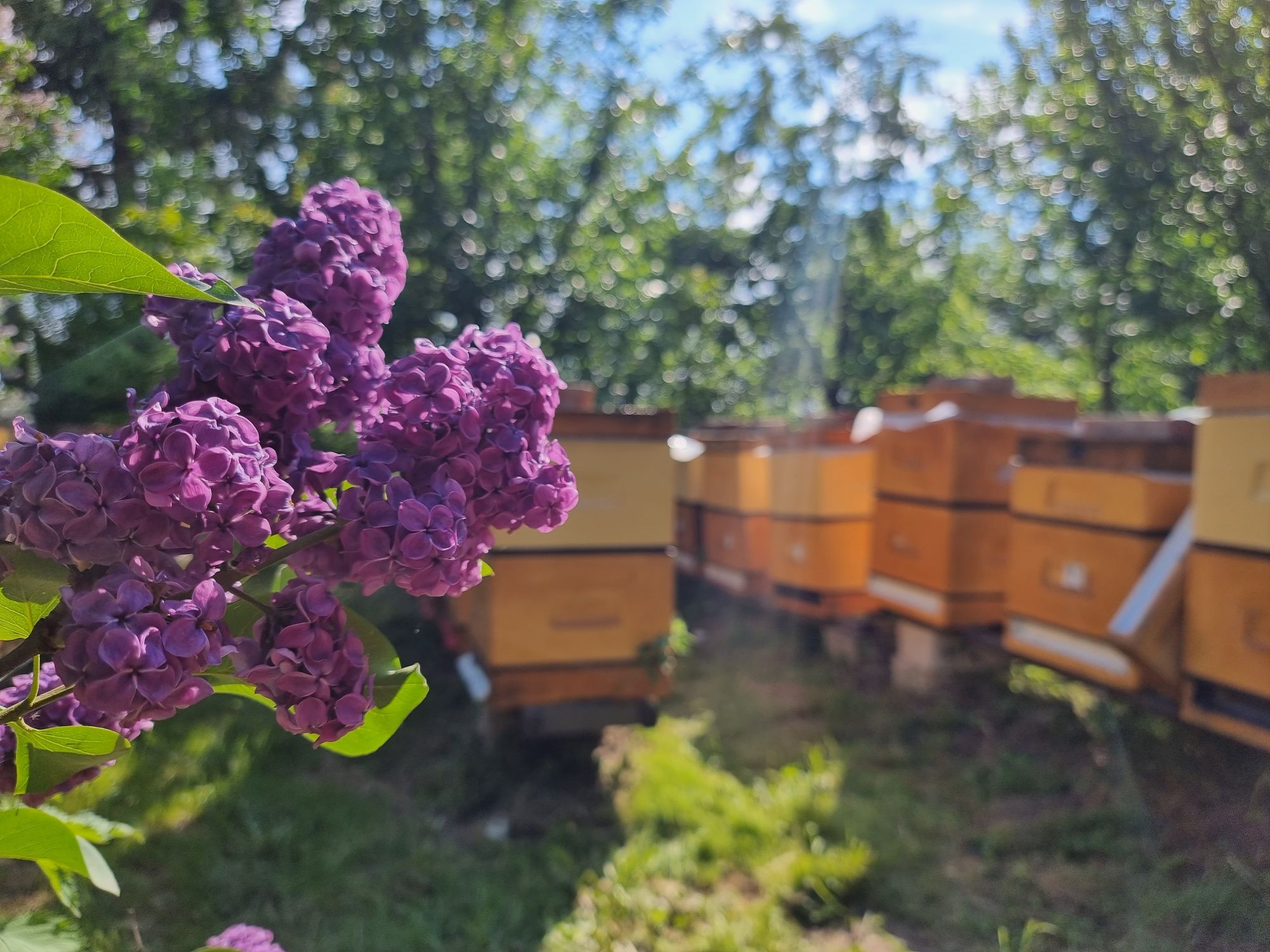 Miód pszczeli z własnej pasieki 100% NATURALNY