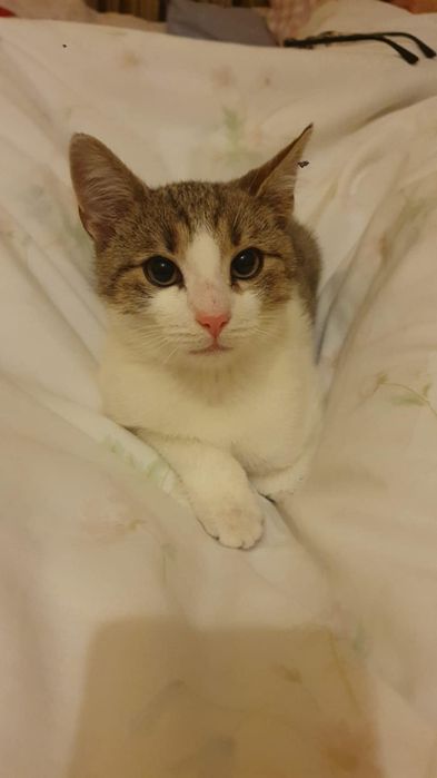 Oddam kotka w dobre ręce