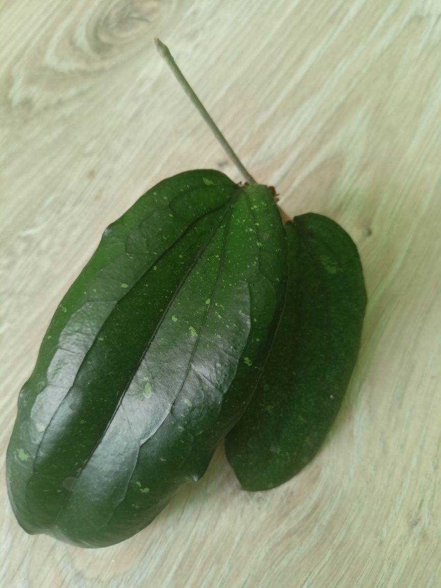 Hoya erythrina Dark leavers