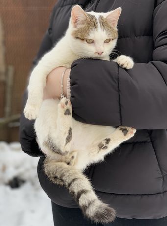 Котенок в хорошие руки котик кошеня в добрі руки шукає родину