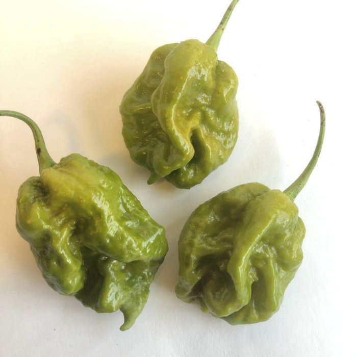 Sementes das Pimentas/Malaguetas/Piri-Piris mais picantes do mundo