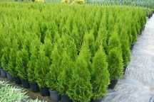 Tuja Szmaragd, Thuja Smaragd, ceny producenta, bez pośredników.