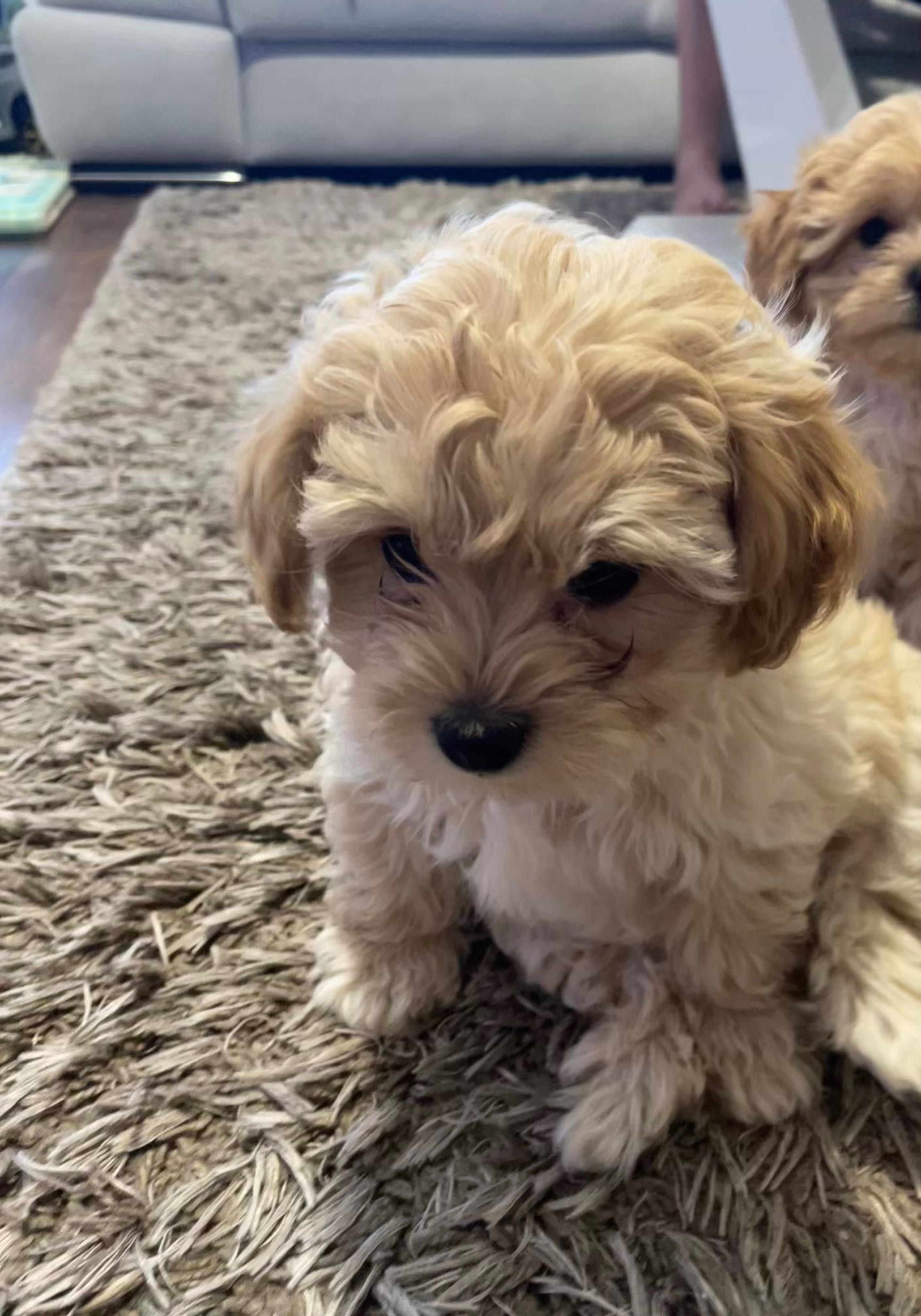 Maltipoo gotowy do zmiany domu