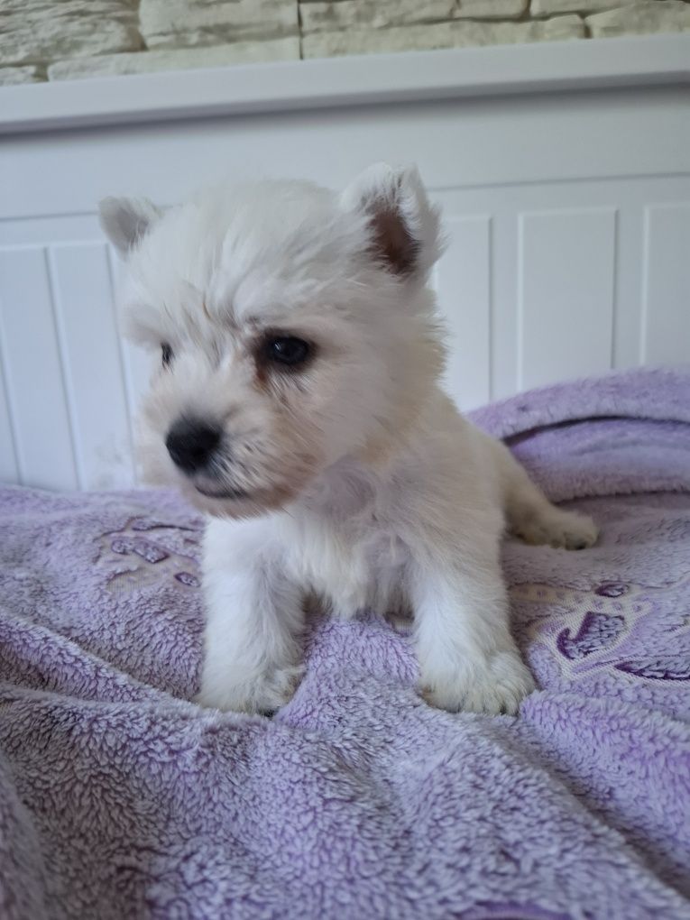 West highland white terrier 3