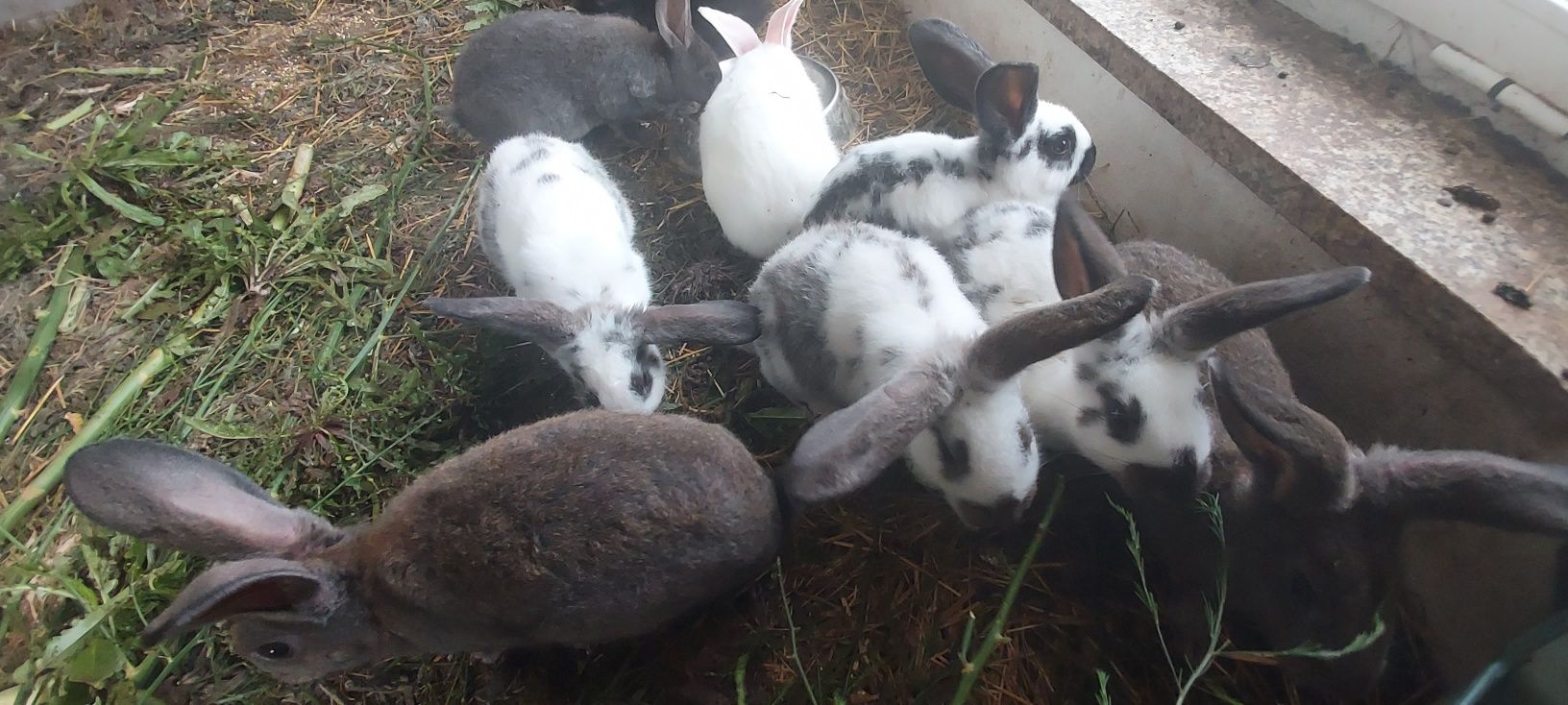 Coelhos criação tradicional