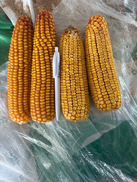 ŚWIEŻE POLSKIE nasiona kukurydzy FLORES na ziarno i kiszonkę!