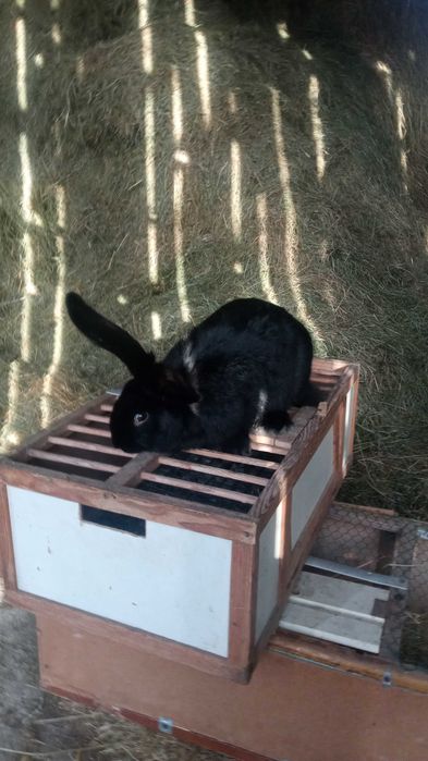 Królik Samiec Srokacz Niemiecki