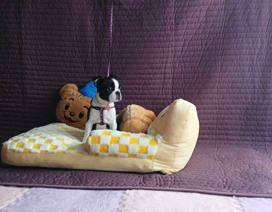 Boston Terrier piesek TOBI - nie Buldog