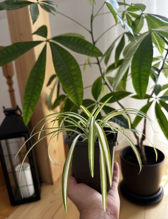 Nadwyzka parapetowa 5 sztuk zielistka na balkon, do domu