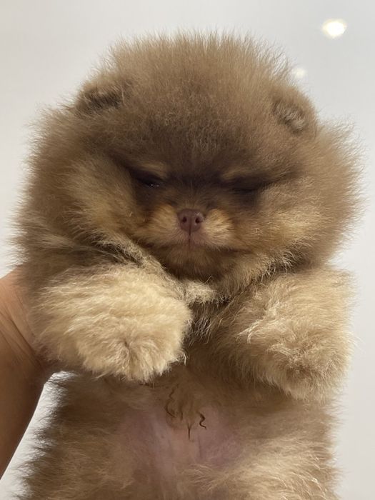 Кобели на вязку. Киев.