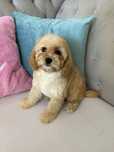 Cavapoo przepiekna suczka