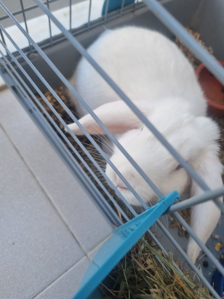 Coelho mini lop branco