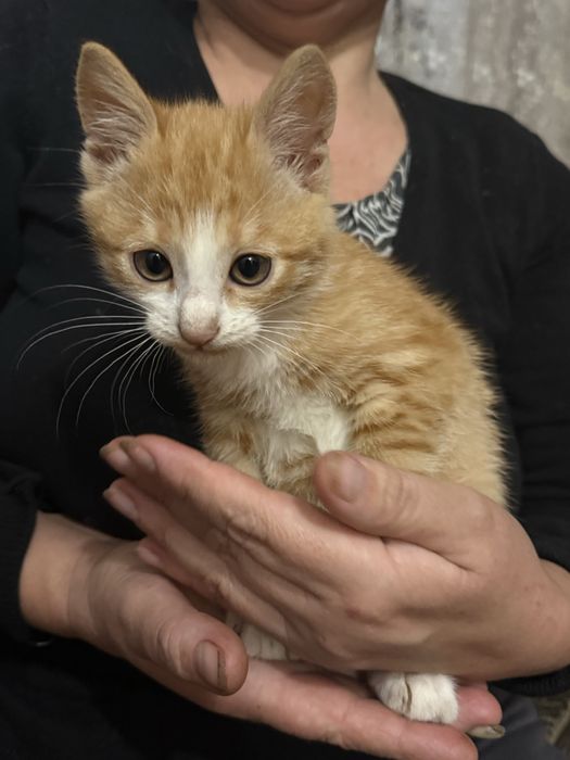 Котик в добрі руки