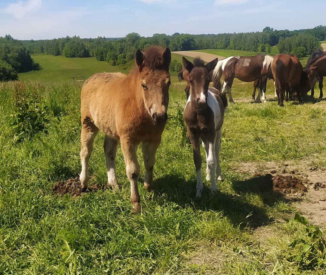 Klaczka huculska klacz hucuł odsadek