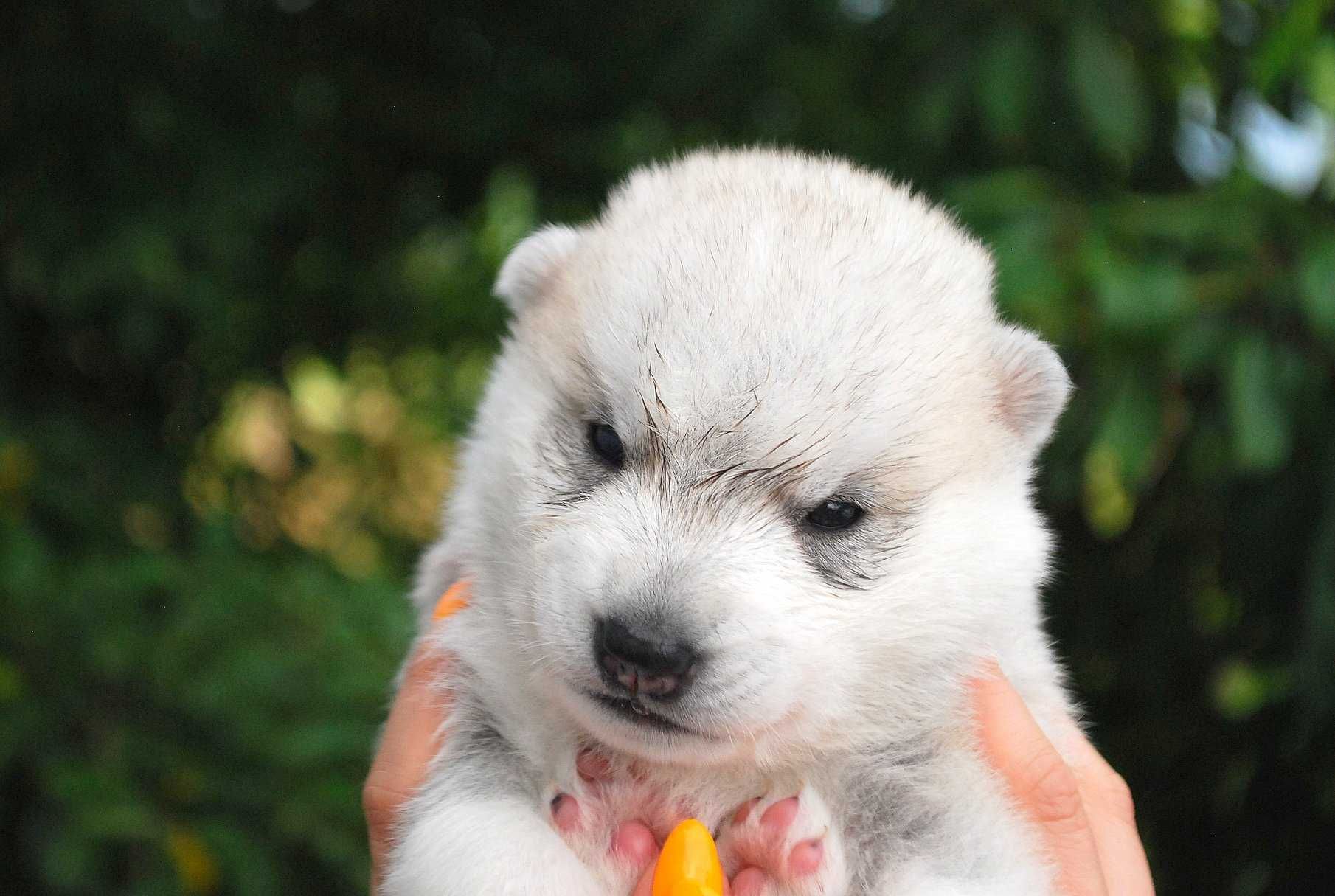 Siberian husky suczka  srebrno-biała ZKwP FCI