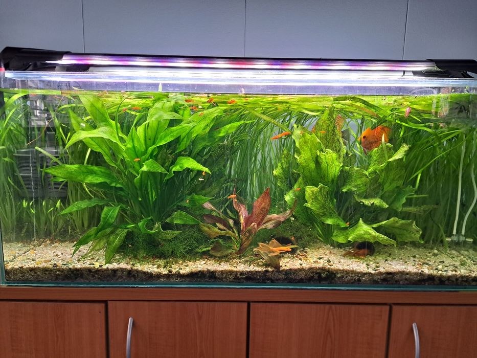 Nurzaniec, valisneria