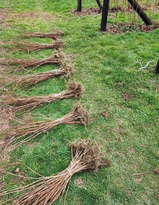 Sadzonki malin, wczesna odmiana, duże owoce