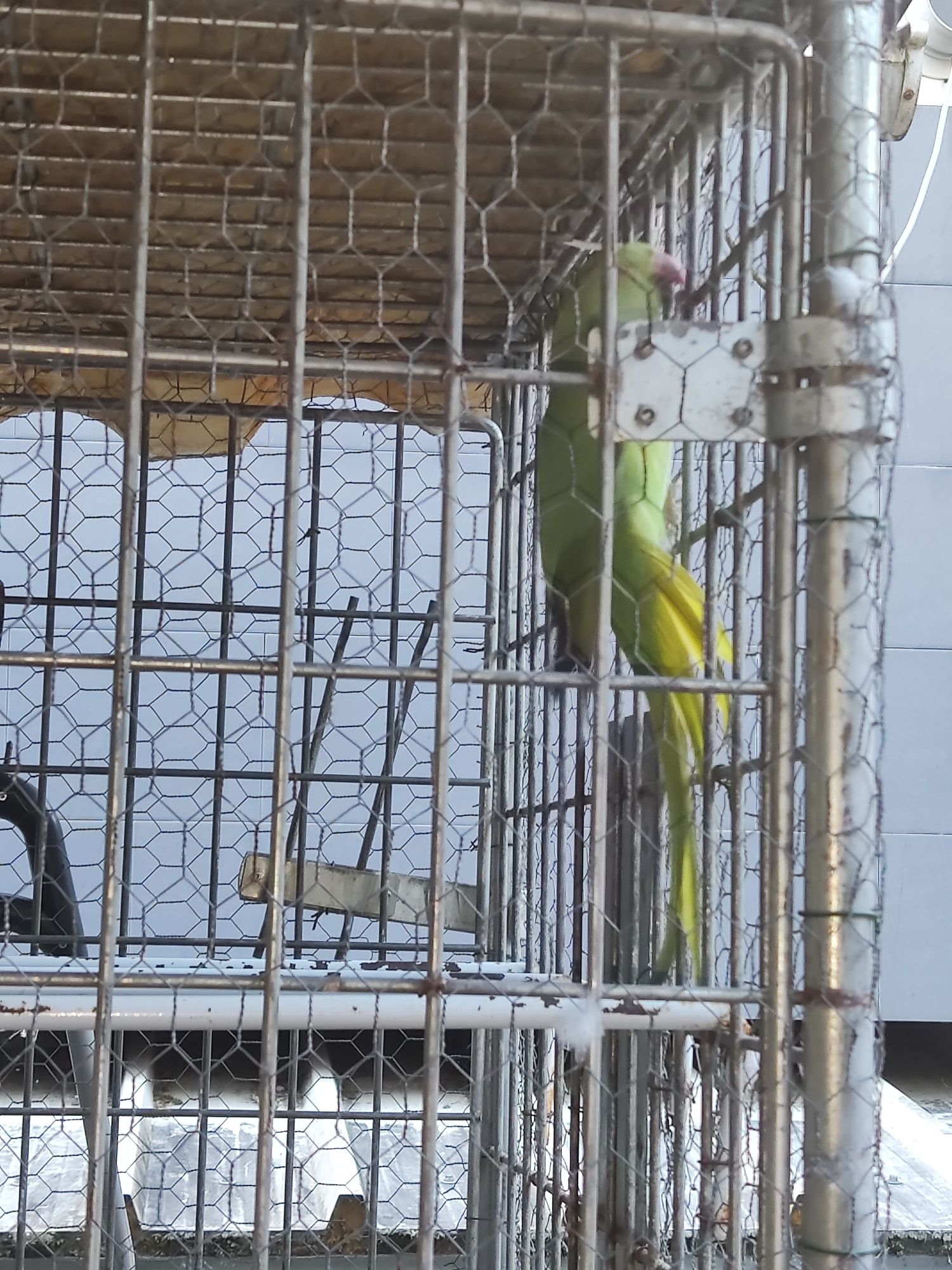 Ring Neck + gaiola