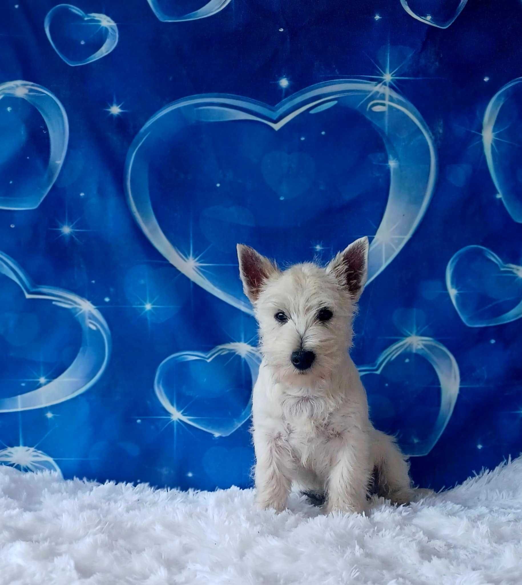 West Highlancd White Terrier
