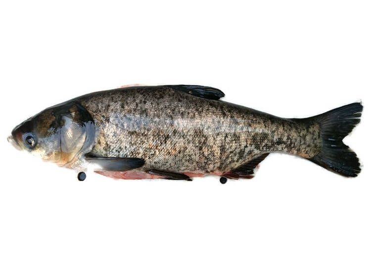 Tołpyga pstra - hurt detal