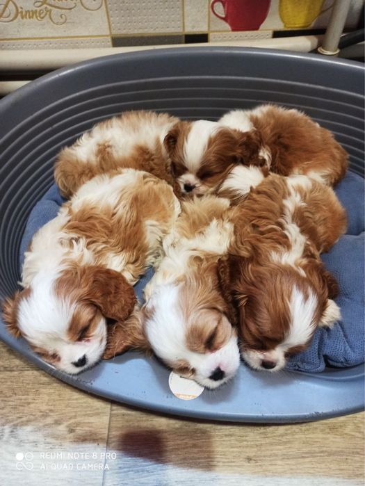 Грайливі цуценятка Кавалер кінг Чарльз Спаниієль