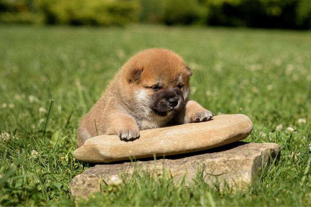 Породисті Цуценята Shiba Inu, Шиба Іну. Від офіційного розплідника !