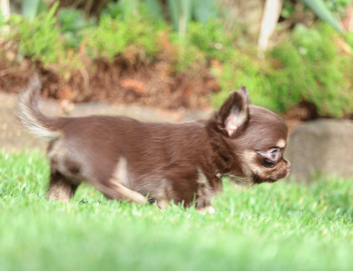 Malutki czekoladowy podpalany, długowłosy piesek Chihuahua